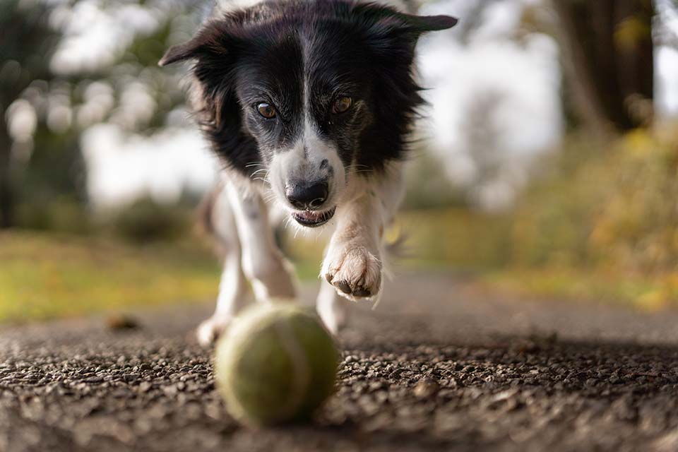 Border_collie_with_ball