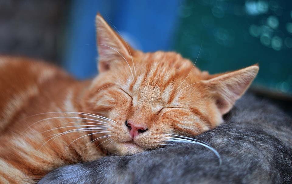 Ginger cat sleeping