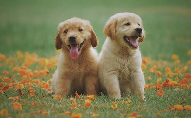 Labrador puppies on grass