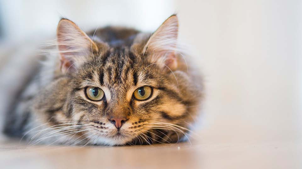 Tabby cat looking at camera