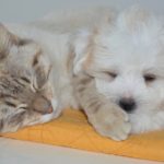 cat_puppy_sleeping