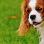 Cavalier_king_charles_spaniel