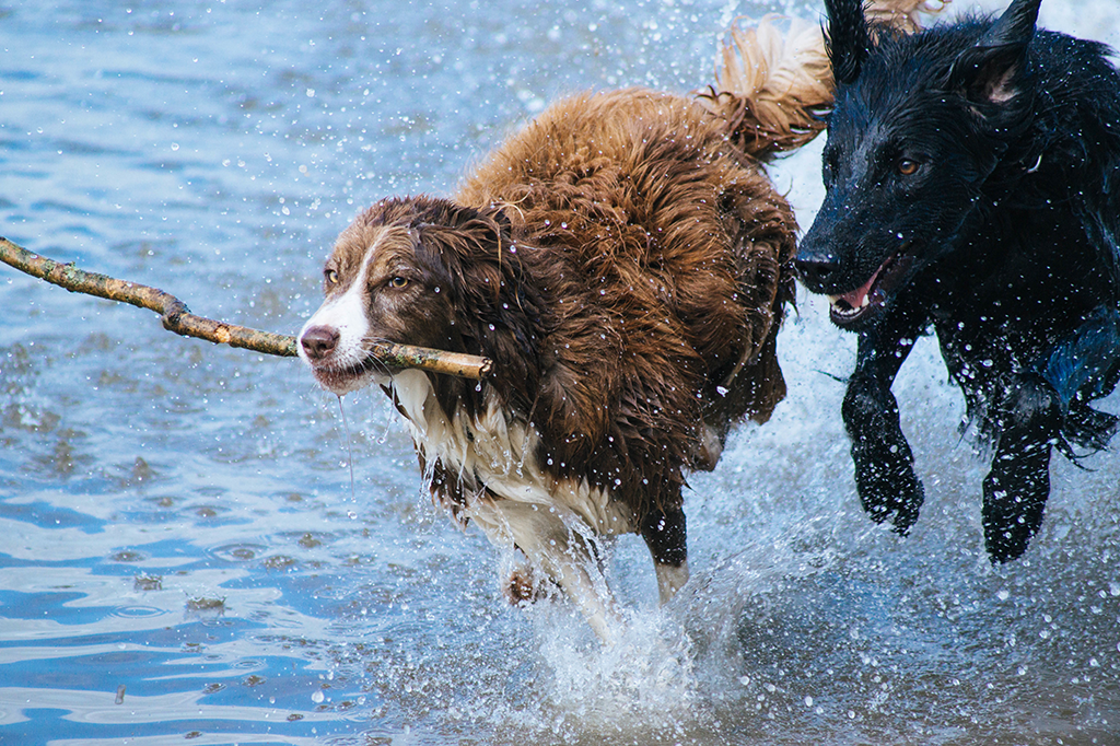 Dogs_with_stick
