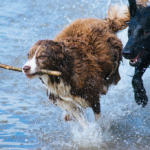 Dogs_with_stick