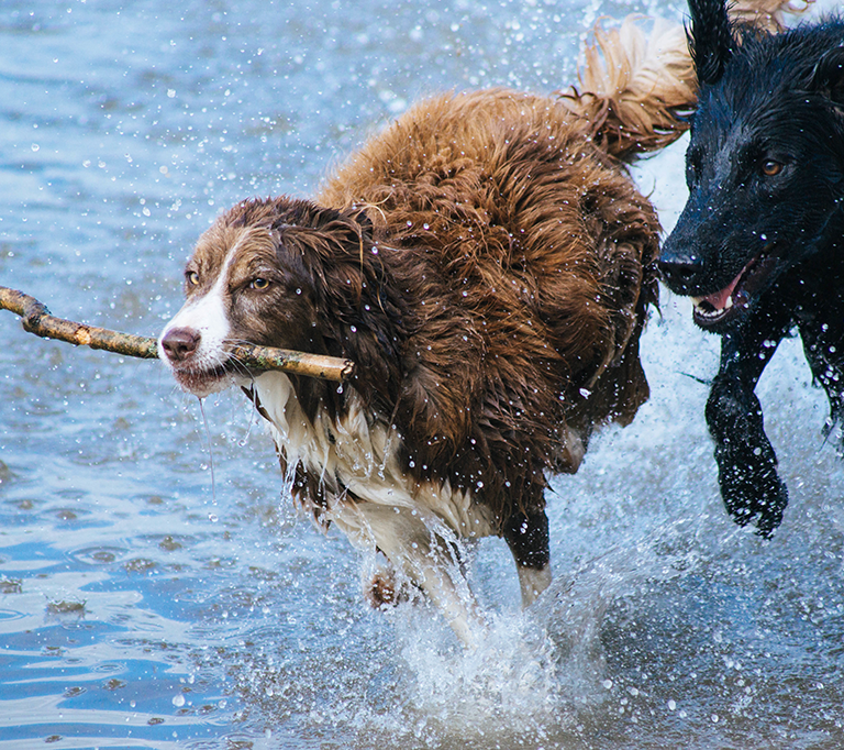 Dogs_with_stick