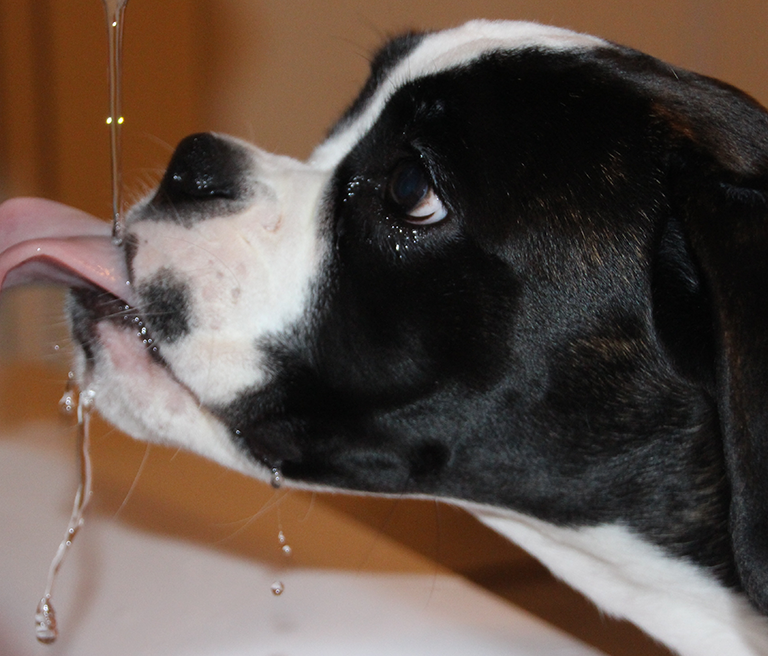 Boxer_drinking
