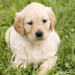 labrador_puppy
