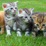 Row_of_kittens.