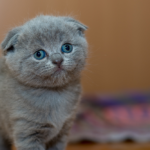 Scottish_fold.