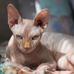 Sphynx_cat.