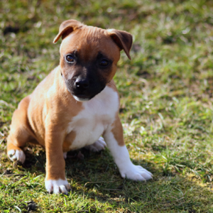 Staffordshire_puppy
