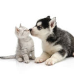 puppy_kissing_cat