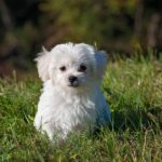 bichon_puppy