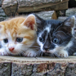 Two_kittens