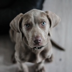 Weimaraner_puppy